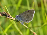 Alkonblåvinge - Alcon Blue (Maculinea alcon)