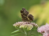 Kartfjril - Map Butterfly (Araschnia levana)