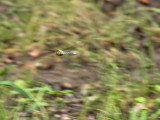 Blgrn mosaikslnda - Southern Hawker (Aeshna cyanea)