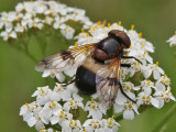 Fönsterblomfluga - Pellucid Hoverfly (Volucella pellucens)