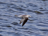 Dammsnppa - Marsh Sandpiper (Tringa stagnatilis)