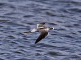 Dammsnppa - Marsh Sandpiper (Tringa stagnatilis)