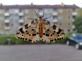 Krusbrsmtare - Magpie moth (Abraxas grossulariata)