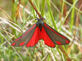 Karminspinnare - Cinnabar moth (Tyria jacobaeae)