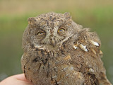Orientdvrguv - Oriental Scops-Owl (Otus sunia)
