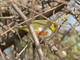 Brunsidig glasgonfgel - Chestnut-flanked White-eye (Zosterops erythropleurus)