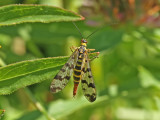 Vanlig skorpionslnda - Common Scorpionfly (Panorpa communis)