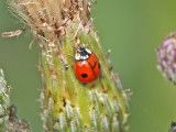 Tvprickig nyckelpiga - Two-Spotted Ladybird (Adalia bipunctata)