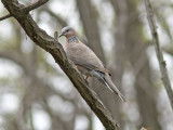 Prlhalsduva - Spotted Dove (Streptopelia chinensis)