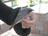 Rdstjrt - Common Redstart (Phoenicurus phoenicurus)