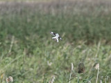 Svartpannad trnskata - Lesser Grey Shrike (Lanius minor)