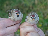 Redpoll and Arctic Redpoll