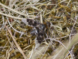 Vitfläckig svävfluga - Mottled bee-fly (Thyridanthrax fenestratus)