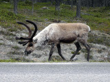 Ren - Reindeer (Rangifer tarandus)