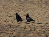 Rka - Rook (Corvus frugilegus)