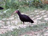 Eremitibis - Bald Ibis (Geronticus eremita)