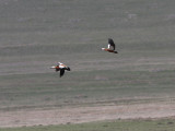 Rostand - Ruddy Shelduck (Tadorna ferruginea)