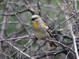 Gulstrupig stensparv - Yellow-throated Sparrow (Petronia xanthocollis)