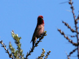 Strre rosenfink - Great Rosefinch (Carpodacus rubicilla)