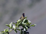 Rdpannad gulhmpling - Red-fronted Serin (Serinus pusillus)