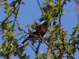 Bergrdstjrt - Gldenstdts Redstart (Phoenicurus erythrogastrus)