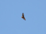 Stppvrk - Steppe Buzzard (Buteo buteo vulpinus)