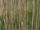 Fltsngare - Paddyfield Warbler (Acrocephalus agricola)