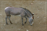 Grevvys Zebrat