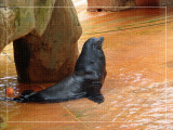 Sea Lion