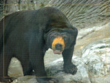 Sun Bear