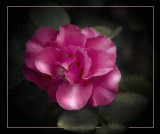 Rose Version 2 .jpg