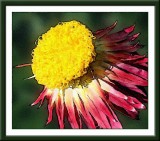 Strawflower Version 1 .jpg