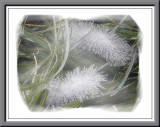 Ice Grass Version 1