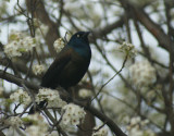 Among the Blossoms