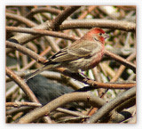 House Finch