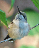 Female Hummer