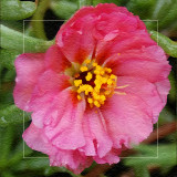 Rose Moss in Pink