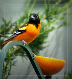 Baltimore Oriole Version 2