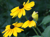 An American Goldfinch