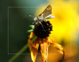 Skipper on Wilting Brown-Eyed Susan