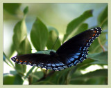 Red Spotted Purple