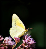 Orange Sulphur