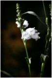 Obedient Plant