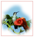 Hummer on Trumpet Vine