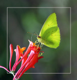 Cloudless Sulphur