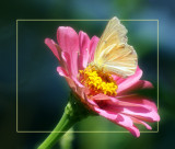 Clouded Sulphur on Zinnia