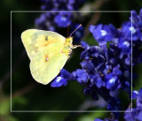 Clouded Sulphur