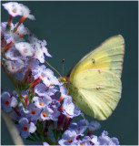 Clouded Sulphur on Butterfly Bush