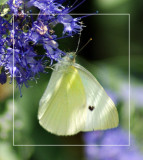 Cabbage White