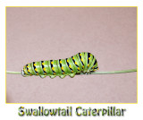 Black Swallowtail Caterpillar